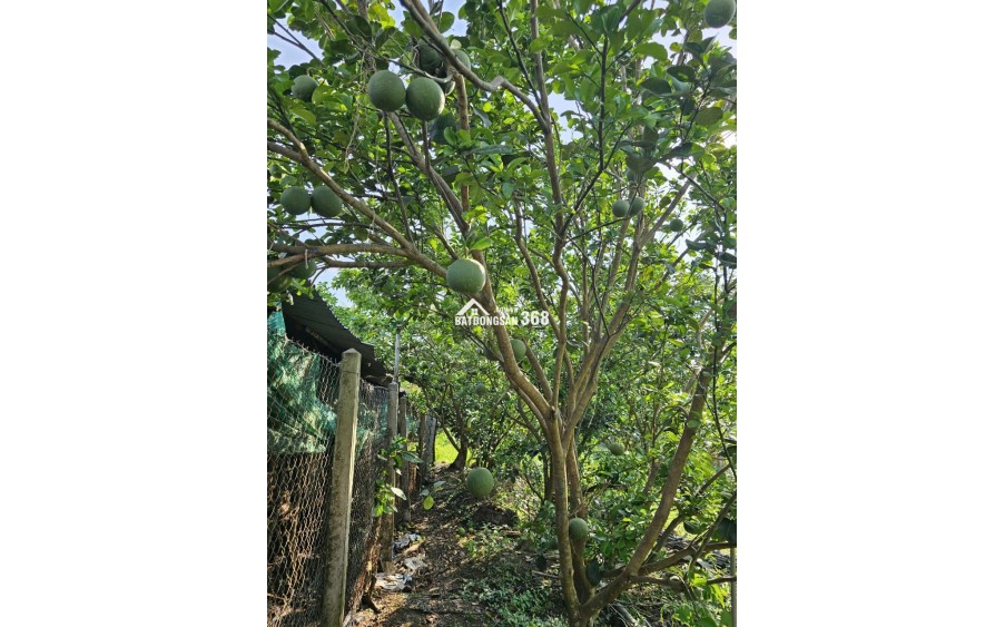 BÁN ĐẤT VƯỜN